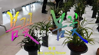 봄꽃 the spring flower 양영숙시,한국자생춘란, 2023년 평택 난 명품 전시회  @힐링붓글씨