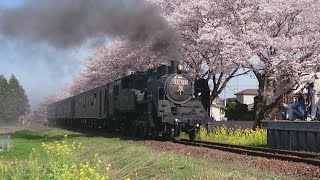 蒸気機関車 真岡鐡道ＳＬ 真岡線 桜と菜の花の中を走り抜ける