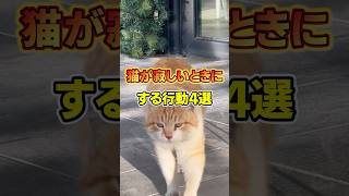 【全部知ってる？】猫が寂しい時にする行動4選 #猫のいる暮らし #猫のいる生活 #ペットのいる暮らし #shorts