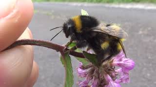 Bumblebee with a baby bumblebee on its back (Trzmiel z małym trzmielem na plecach)