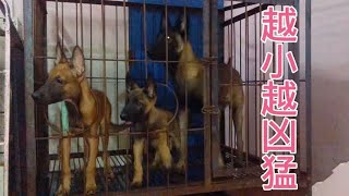 呆萌可爱的马犬，性情慢慢变得凶猛霸道，因为不改变就会饿肚子