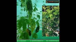 Bitter Gourd farming in Grow Bag system