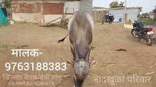 नमस्कार।नादखुळा परिवार-9763188383