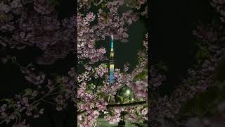 東京スカイツリー　ライトアップ　粋　ブルー　♪　桜の花びらが舞う　✿　隅田公園　浅草　河津桜　満開　☆　2023　3月8日　Kawazu cherry blossom　Asakusa　月　Moon