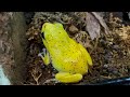 a very rare color mutant frog that is likely to be selected out in the wild