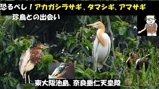 恐るべし！珍鳥アカガシラサギ、タマシギ、アマサギ、アオバズク､カワセミ、ケリ等、珍鳥の宝庫、東大阪恩智川治水緑地、花園緑地公園､奈良の垂仁天皇陵の野鳥観察、うっちー探検発見ほっとけん、 野鳥観察