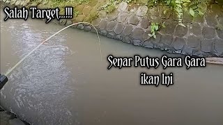 Mancing Udang Salah Target Samapi Senar Putus..!!!