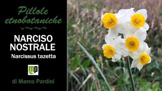 Pillola etnobotanica - Narciso nostrale