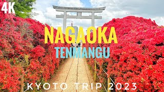 #104 Family Travel in Japan | Nagaoka Tenmangu at Azalea Blossom Season. Cloudy Day Travel