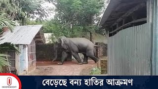 চট্টগ্রামের আনোয়ারায় লোকালয়ে বন্য হাতির বিচরণে আতঙ্কিত এলাকাবাসী | CTG Elephant | Independent TV