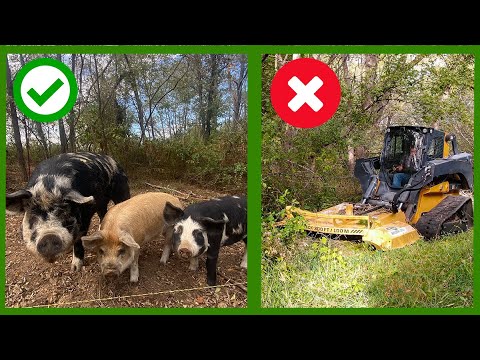 Watch This Before You Clear Land Youtube