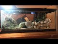 This Is How I Breed Crickets | Reptile Paradise