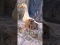 puppy and mama duck animals cute dog duck shorts shortvideo