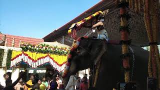 നാലുകുളങ്ങര അമ്മയെ ശിരസ്സിൽഏറ്റി  അനന്തപത്മനാഭൻ...പൂരം ആറാട്ട്  മഹോത്സവം 2020