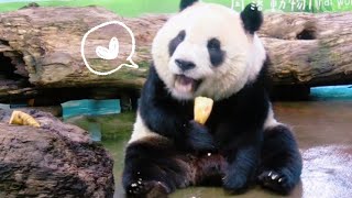 圓仔愛吃筍，大快朵頤好可開心|熊貓貓熊The Giant Panda Yuan Yuan and Yuan Bao|台北市立動物園