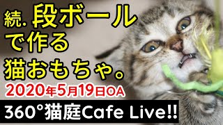 「続・段ボールで猫ちゃんを作るの巻」VR猫カフェ‼2020.5.19.21時～【360°4k】