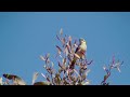 Grey-fronted Honeyeater