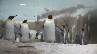 【旅行的動物星球】不會飛的鳥：國王企鵝 King Penguin（學名：Aptenodytes patagonicus）@臺北市動物園 Taipei Zoo / 4K