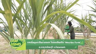 ไอเดีย เกษตร | EP.49 - ไร่อ้อยอินทรีย์ “Amatika Farm” จ.กำแพงเพชร