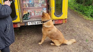 Хроника насыщенного разнообразными событиями ненастного дня и эпизоды солнечного утра