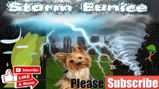 Yorkie Lucy in the eye of the  Storm Eunice Yorkshire terrier