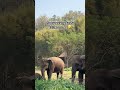 ไม้เรียวในมือแม่กุดสั่น🤣🤣 cuteanimals elephant ช้าง thailand