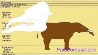 FOSSIL ELEPHANTS:PALAEOMASTODON