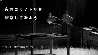 夜のコウノトリを観察してみよう