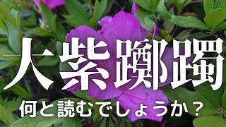 オオムラサキツツジ（大紫躑躅）が、咲き始めました。ツツジの中では最も大きな花を咲かせる。Oomurasaki(azalea)【撮影日時】2022-04-21 17:01