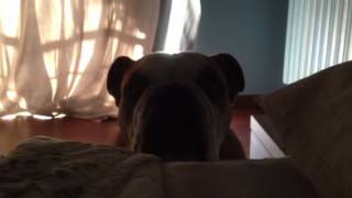 Alarm Clock - English Bulldog