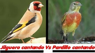 Jilguero cantando Vs Pardillo cantando