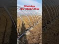 greenhouse construction greenhouse production greenhouse breeding greenhouse agriculture