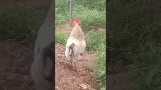 🐔 கல்யாணம் பண்ணுனா ரொம்ப நாள் வழலமா🤣😂🤣 #kozhi_koothugal #funny_chicken 🐔🐔🐔