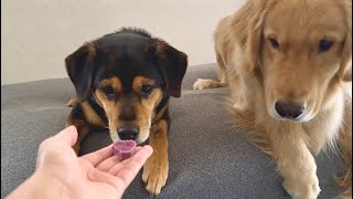 ふたりの大好きなアイスを作る動画です🍨🍴😋【ゴールデンレトリバー・雑種犬】