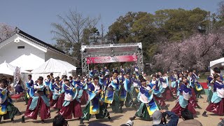 同志社大学よさこいサークル「よさ朗」 @京都さくらよさこい(二条城会場) 2018-03-31T13:41