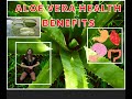 Unlocking the Power of Aloe Vera  Health #health #healthy #healing