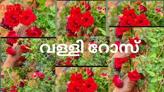 പുതുവർഷത്തിലെ പുതിയ ലോഡ് എത്തി| റോസ്|വള്ളി 🌹😍