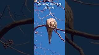 เสียงนกเขา เสียงธรรมชาติ เสียงนก ธรรมชาติสวยงาม Mourning Dove Calls