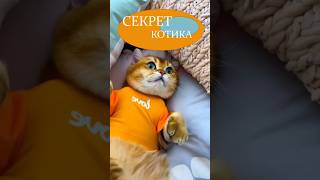 Секрет котика #shorts #котики #рыжийкот