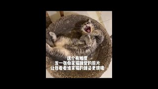 《猫咪比睡姿大赛》开始🐱期待今日的评论区～让我开开眼#搞笑 #内容过于真实 #猫咪 #萌宠出道计划 @DOU+上热门#猫咪睡觉姿势