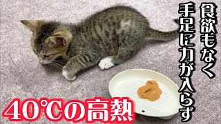 子猫の体調が急変、40℃の熱があり手足に力が入りません…