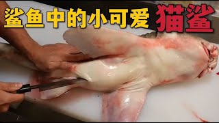 鲨鱼中的宠物猫鲨，慵懒呆萌，可吃可观赏