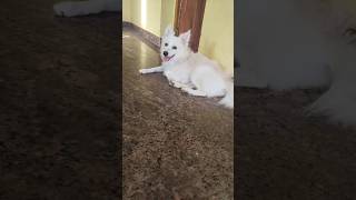 உன்கிட்ட கொஞ்சம் பேசணுமே😎🤣🤣😴😴😴dog video#funny#viral#trending#shorts