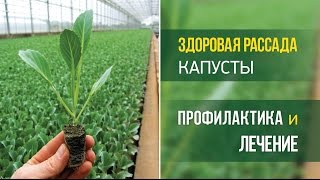 Здоровая рассада капусты. Профилактика и лечение.