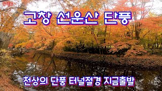 천상의 단풍 선운산, 초보 단풍 산행 대박, 단풍 관광 여행 이번 주말이 절정.100대명산