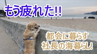 都会の社長の海暮らし！もう疲れた！ゴールデンレトリバーティト。