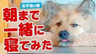 【甘えん坊！】子犬と朝まで一緒に寝てみたら…（妻と二人きり編）