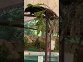 Goodbye! The Binturong at Zoo Negara Malaysia | Endangered species