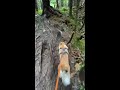 louie the hiking corgi climbing jønshornet⛰