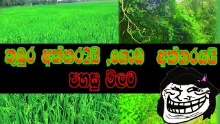 අගනා කුඹුරු අක්කර 2ක් සහ ගොඩ අක්කරයක් අඩුම මිලකට🤛sri lanka land\u0026house sale.🦧